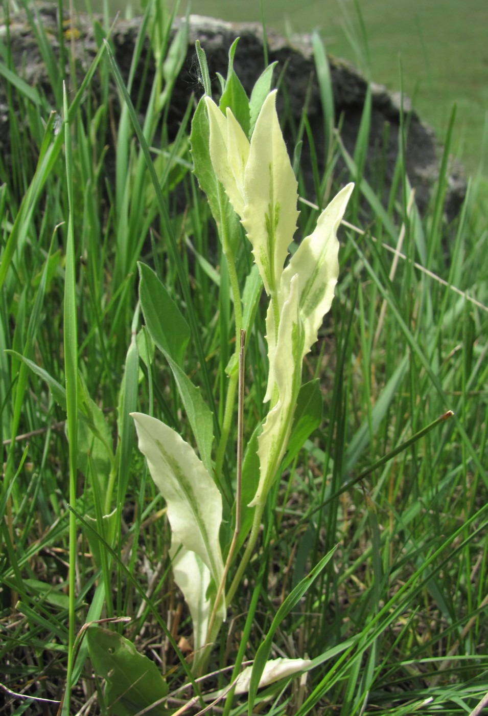 Image of Cardaria draba specimen.