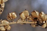 genus Cimicifuga