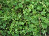 Hydrocotyle ramiflora