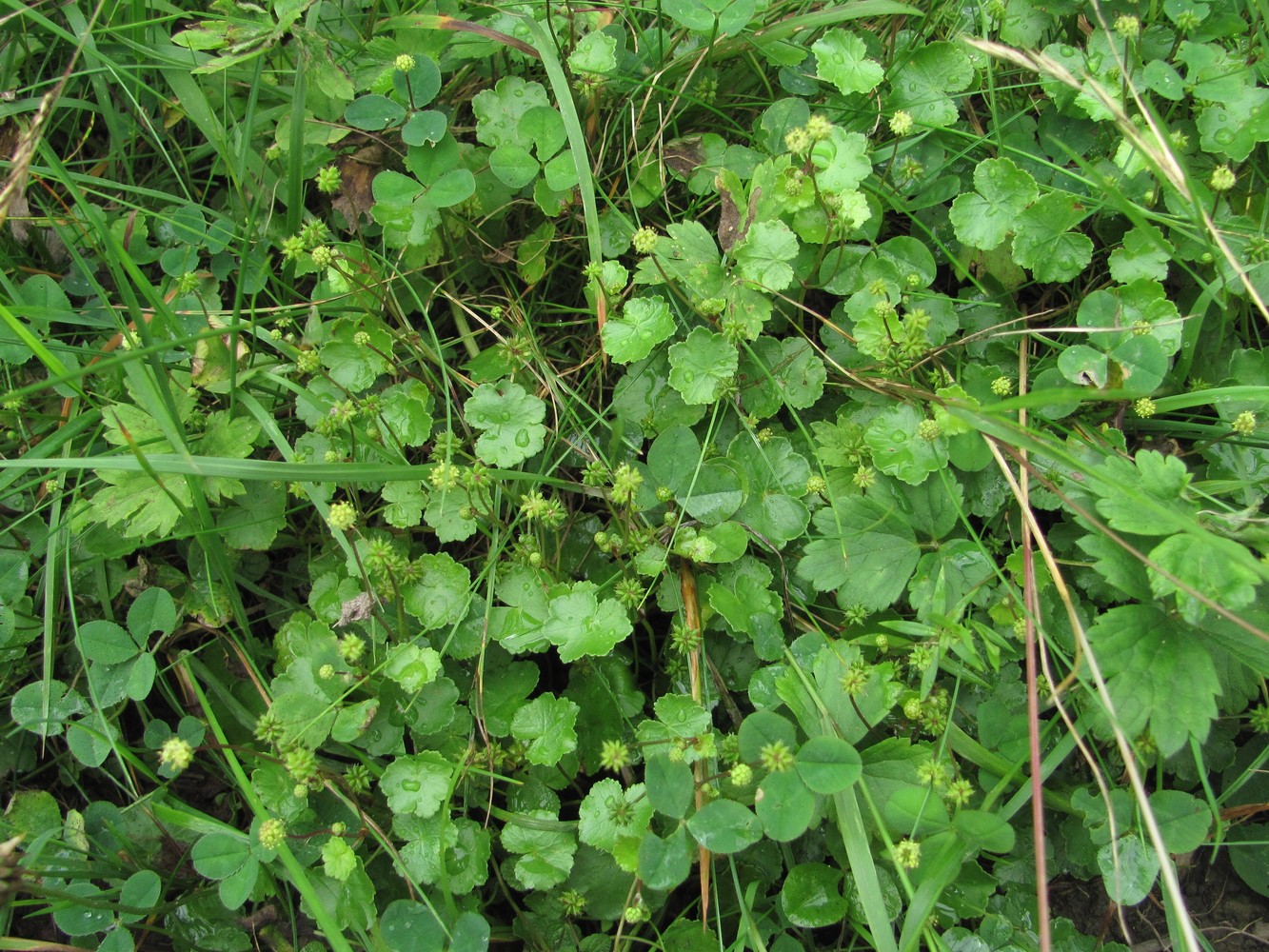 Изображение особи Hydrocotyle ramiflora.