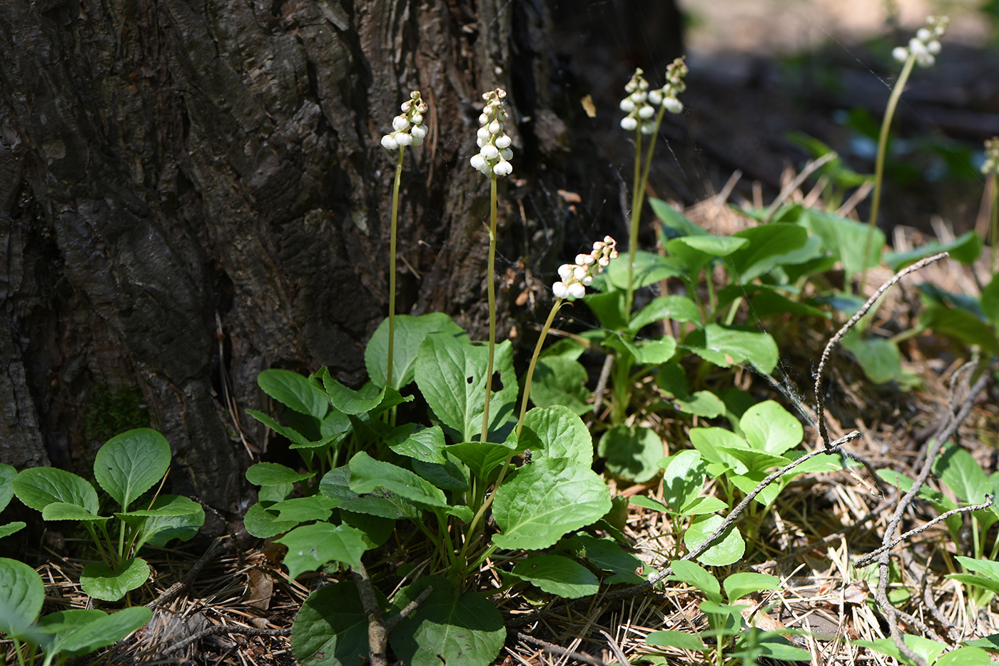 Изображение особи Pyrola rotundifolia.