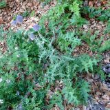 Echinops bannaticus. Цветущие растения (в сообществе с Securigera varia). Крым, склон горы Ю. Демерджи. 16.07.2021.