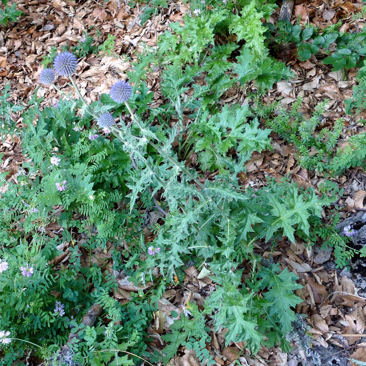 Изображение особи Echinops bannaticus.