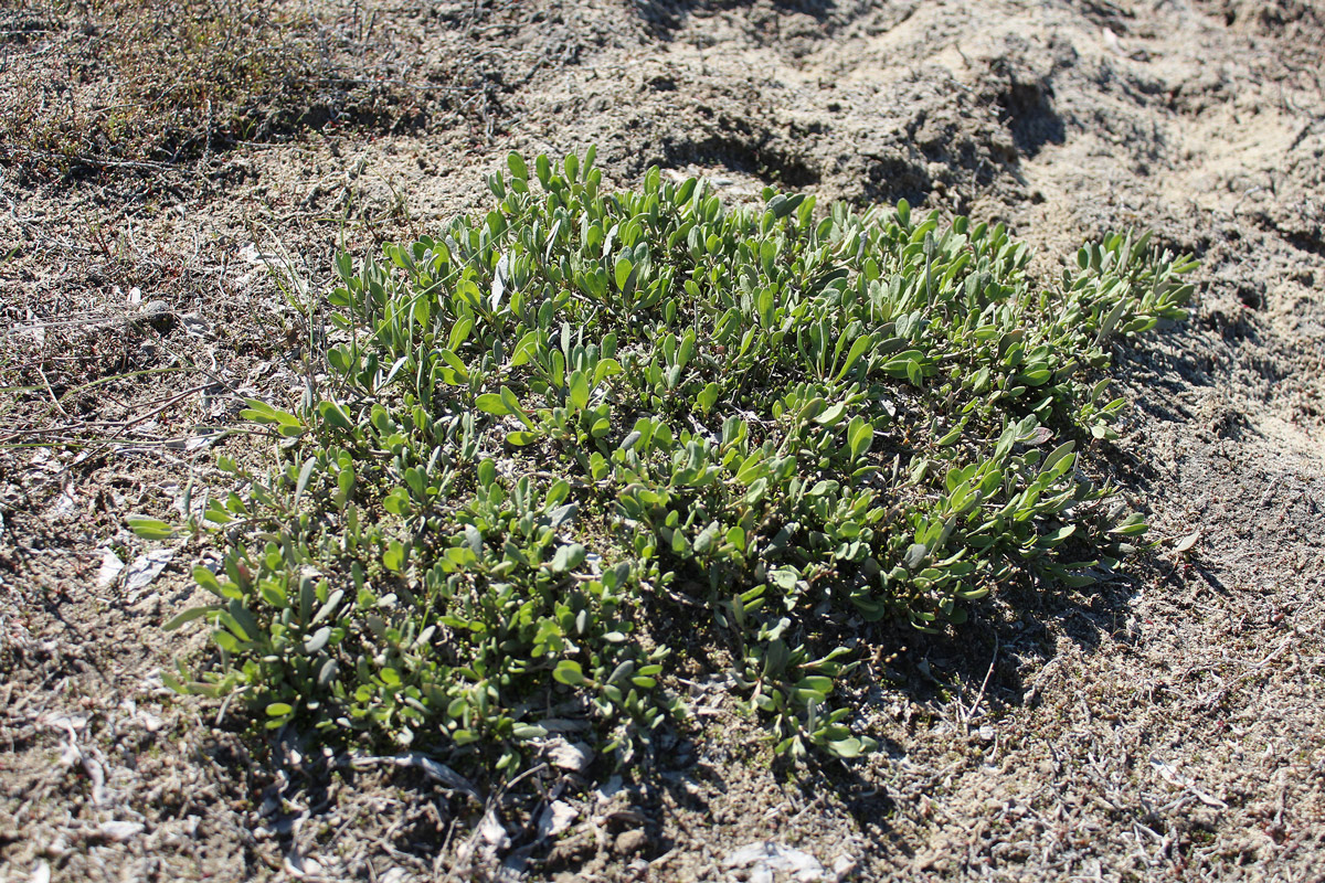 Image of Halimione verrucifera specimen.