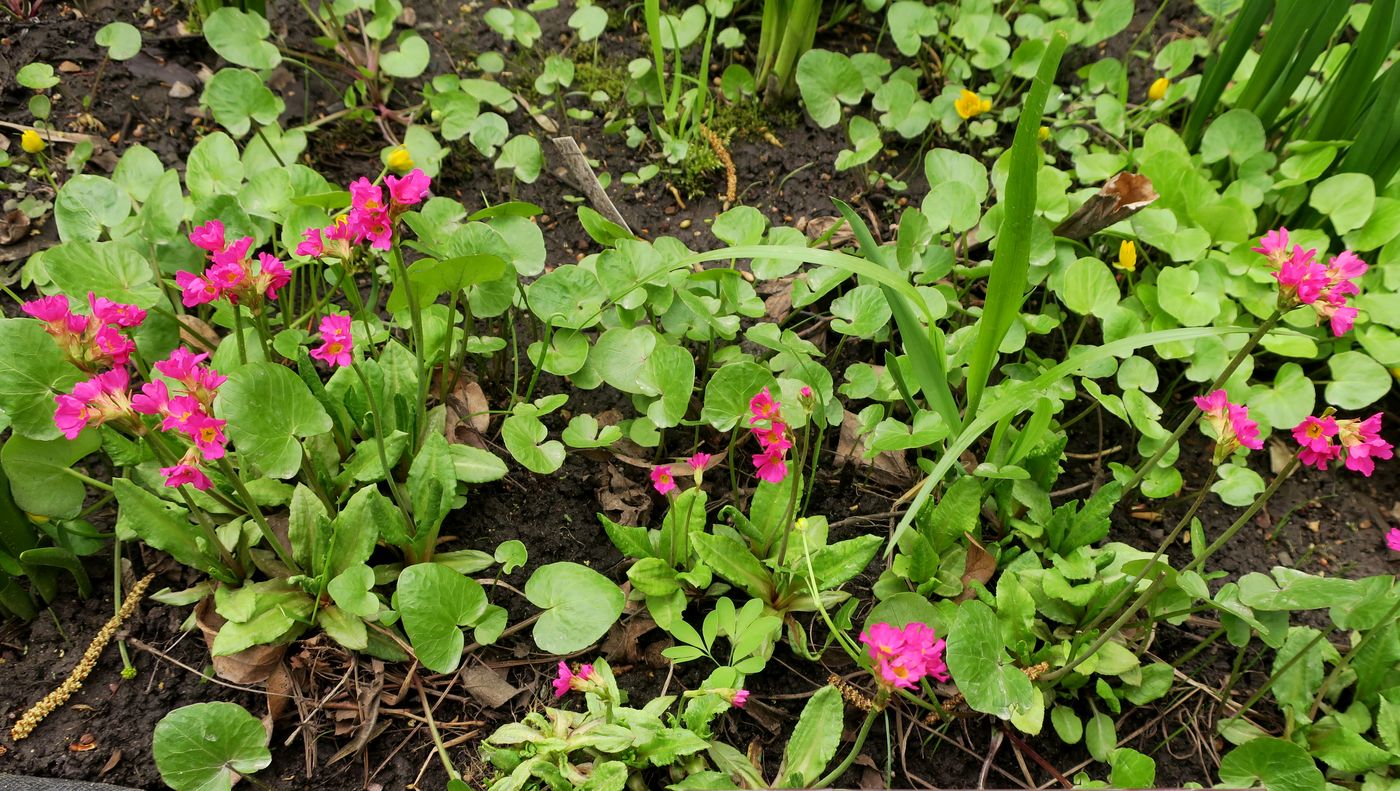 Image of Primula rosea specimen.