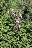 Dracocephalum integrifolium. Цветущие растения. Южный Казахстан, хр. Боролдайтау, спуск на север с перевала Сартур. 10.06.2010.
