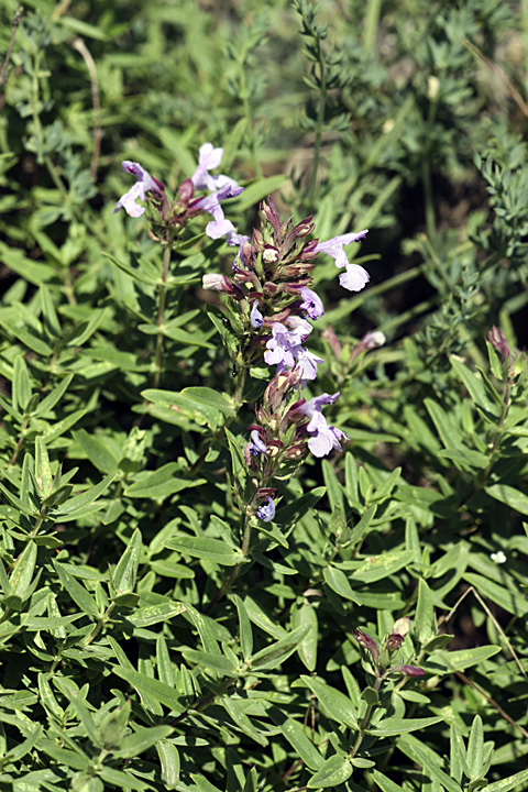 Изображение особи Dracocephalum integrifolium.