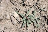 Oxytropis chesneyoides