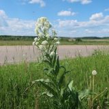 Image of taxon representative. Author is Вадим Рыбаков