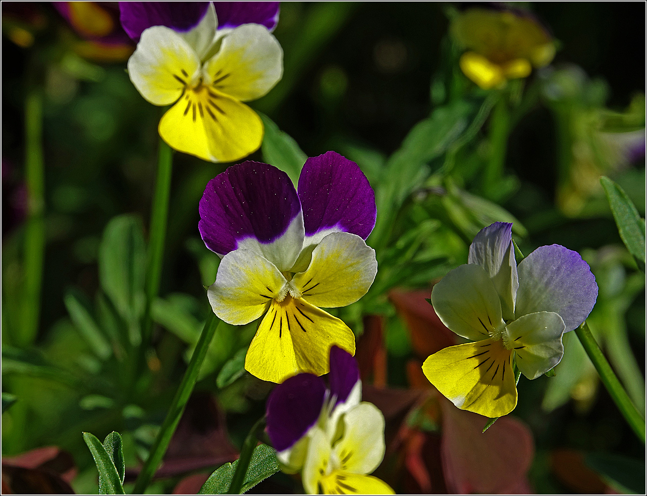 Image of Viola wittrockiana specimen.