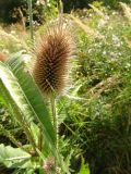 Dipsacus fullonum