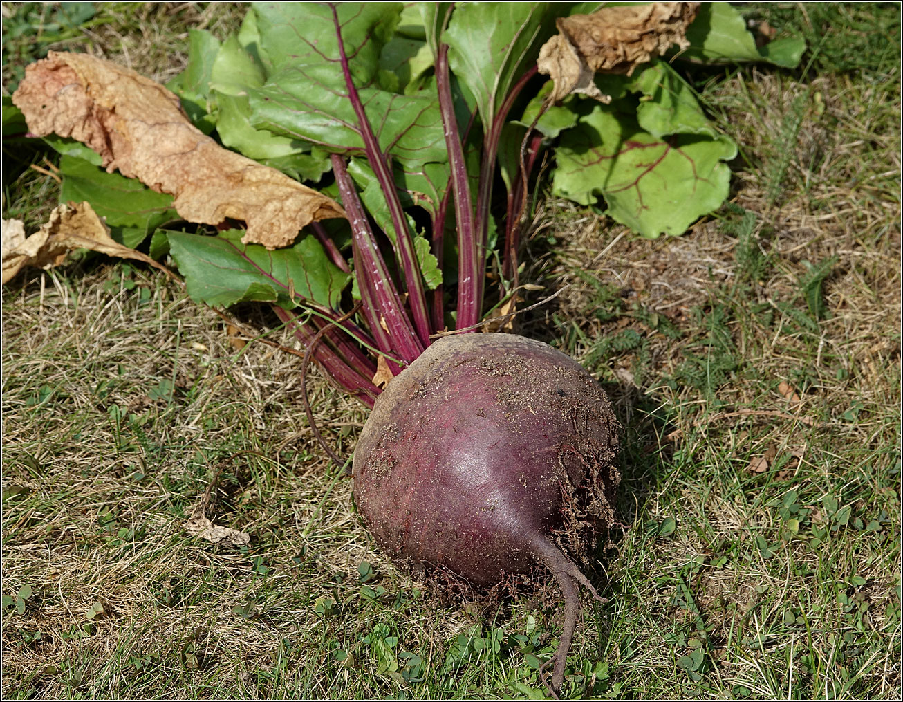 Image of Beta vulgaris specimen.