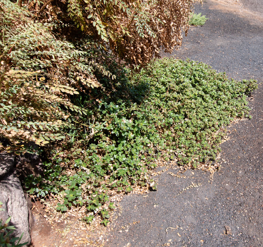 Image of Portulaca oleracea specimen.