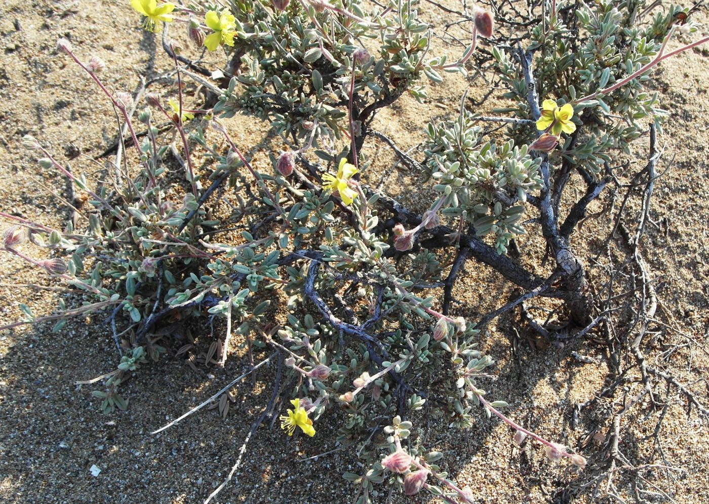 Изображение особи Helianthemum kahiricum.