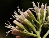 Eupatorium cannabinum