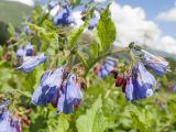 Symphytum asperum. Соцветия. Карачаево-Черкесия, Урупский р-н, Кавказский биосферный заповедник, Имеретинское ущелье, ≈ 1900 м н.у.м., субальпийский луг. 30.07.2022.