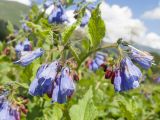 Symphytum asperum. Соцветия. Карачаево-Черкесия, Урупский р-н, Кавказский биосферный заповедник, Имеретинское ущелье, ≈ 1900 м н.у.м., субальпийский луг. 30.07.2022.