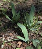 Galanthus variety monostictus