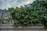 Hedera helix. Верхушки побегов с соцветиями и соплодиями. Крым, Алушта, в культуре. 29.10.2021.