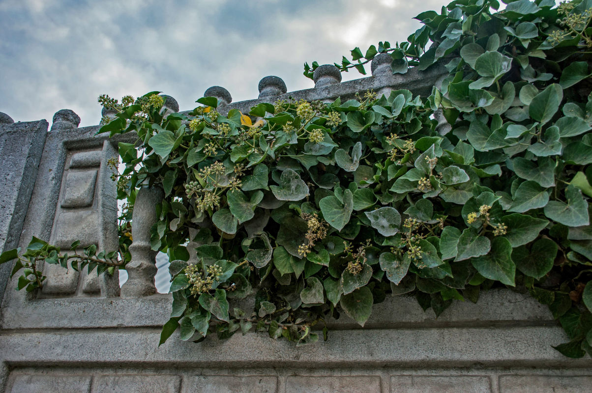 Изображение особи род Hedera.