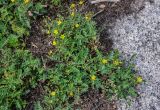 Potentilla bifurca. Цветущие растения. Алтайский край, Змеиногорский р-н, восточный берег оз. Колыванское, у подножия скалы. 28.06.2021.