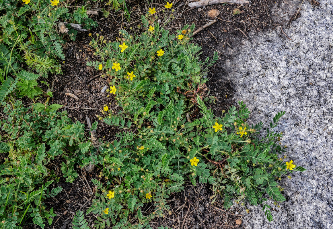 Image of Potentilla bifurca specimen.