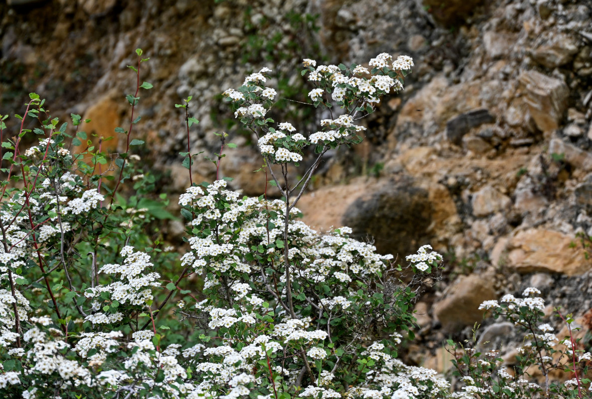 Image of Spiraea pilosa specimen.