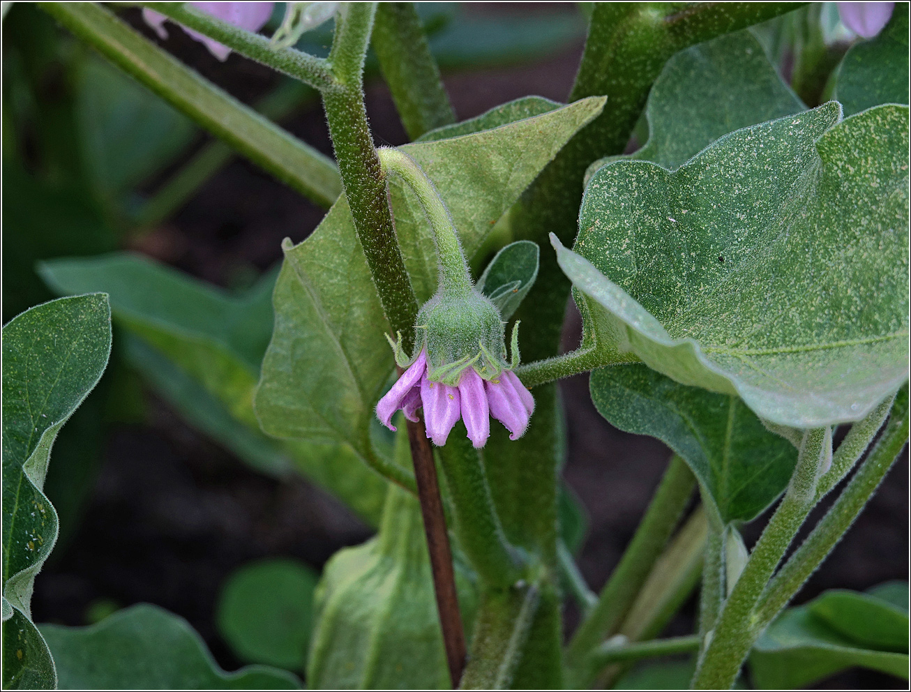 Image of Solanum melongena specimen.