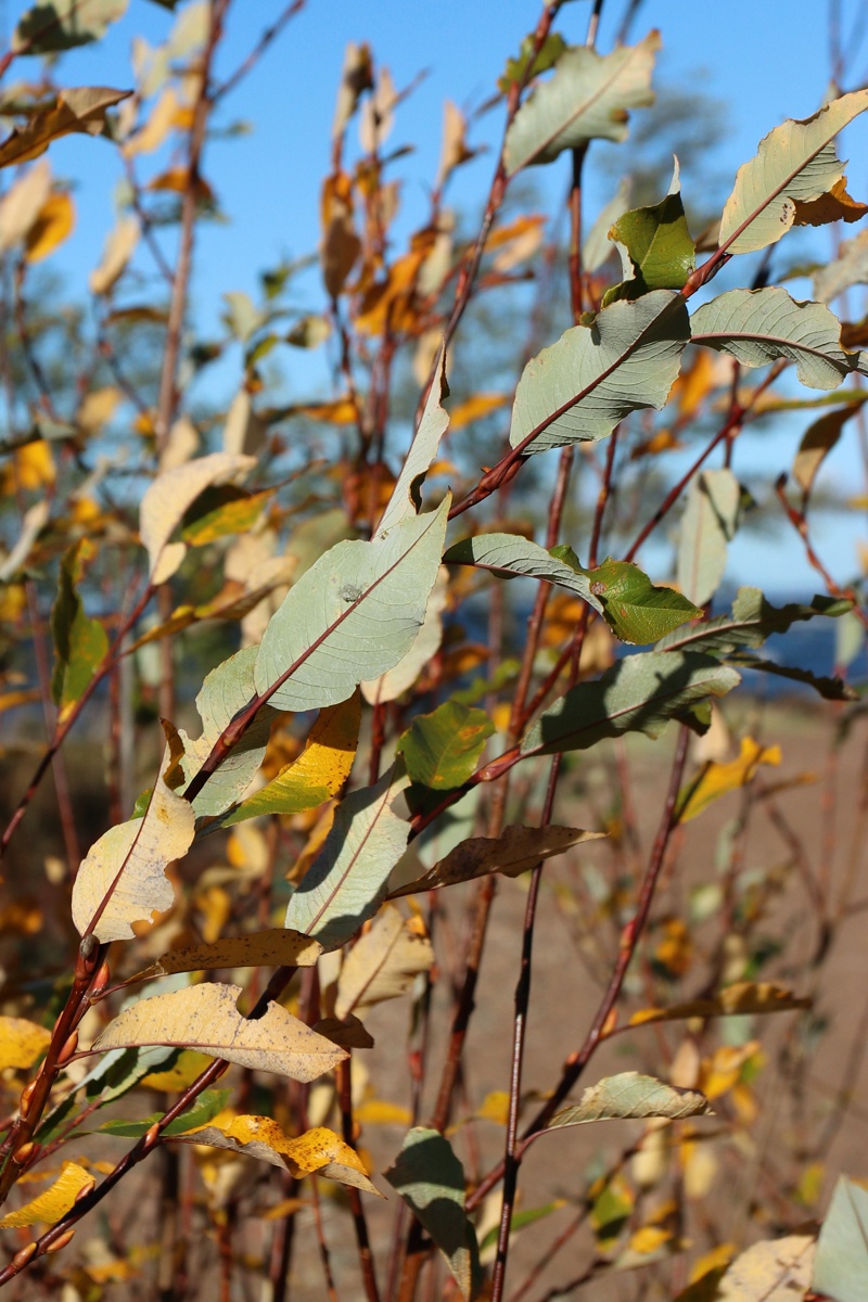 Изображение особи Salix phylicifolia.