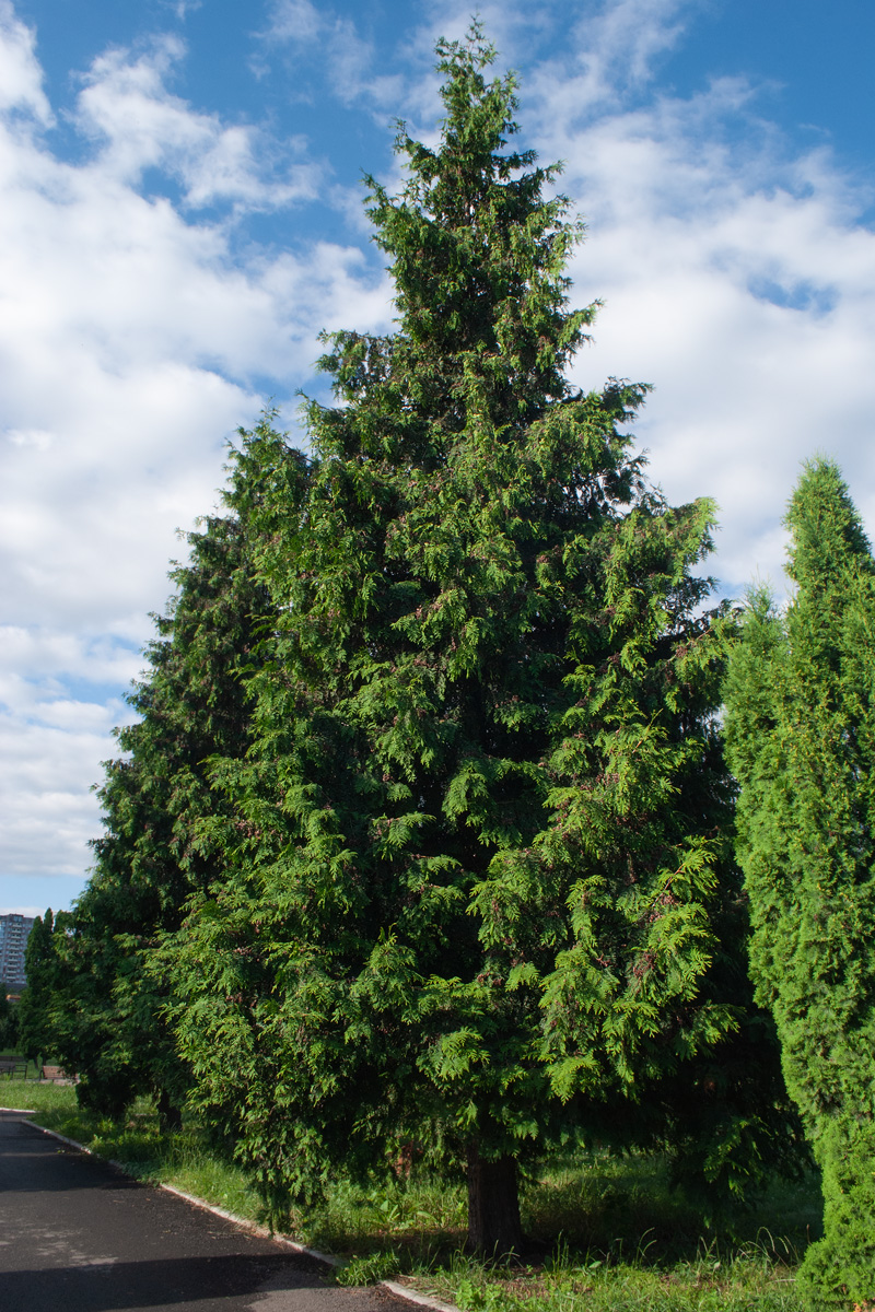 Изображение особи Thuja plicata.