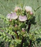 Cirsium roseolum