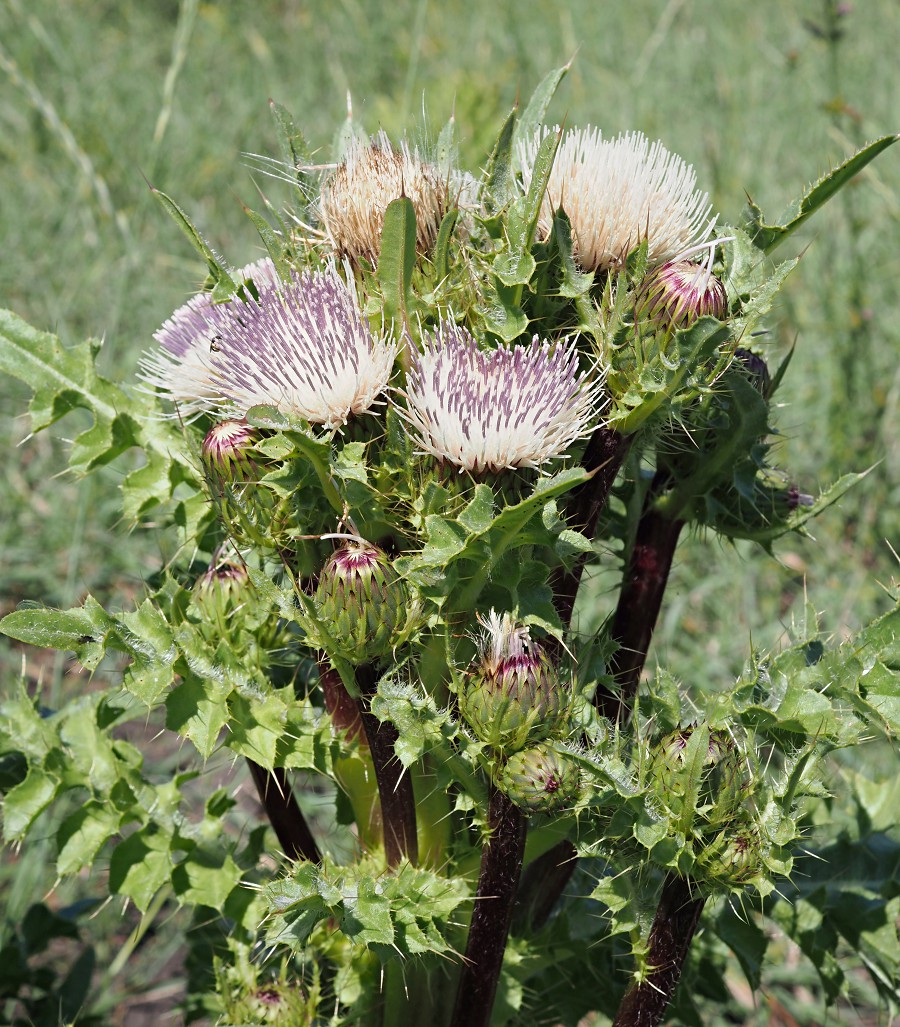 Изображение особи Cirsium roseolum.