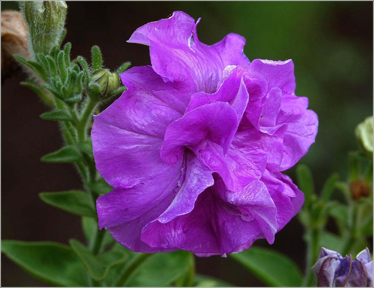 Изображение особи Petunia &times; atkinsiana.