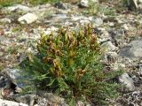 Pedicularis ochotensis. Плодоносящее растение. Магаданская обл., окр. Магадана, п-ов Старицкого, горная тундра. 08.07.2018.