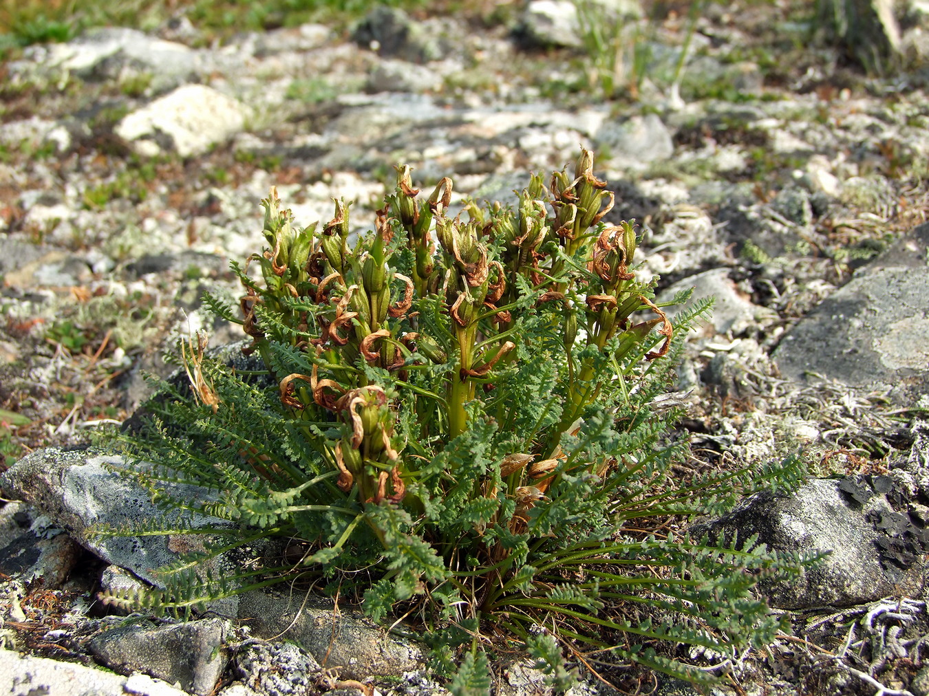 Изображение особи Pedicularis ochotensis.