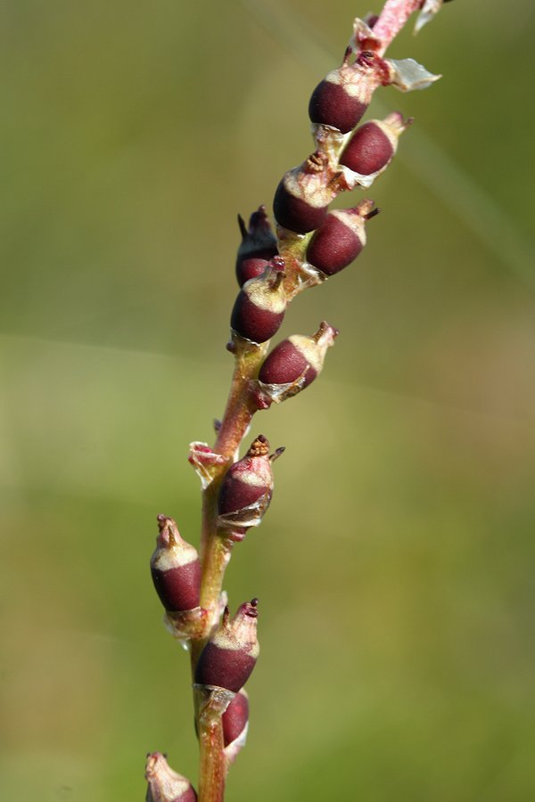 Image of Bistorta vivipara specimen.