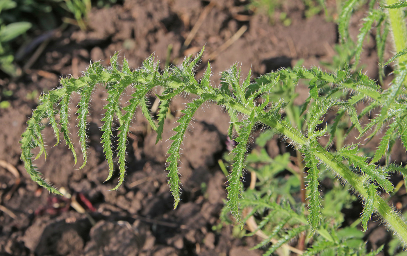 Image of Papaver setiferum specimen.