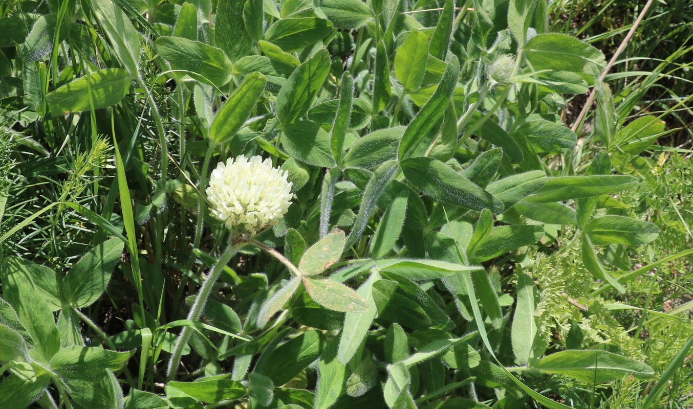 Image of Trifolium trichocephalum specimen.