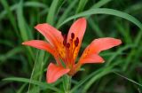 Lilium pensylvanicum