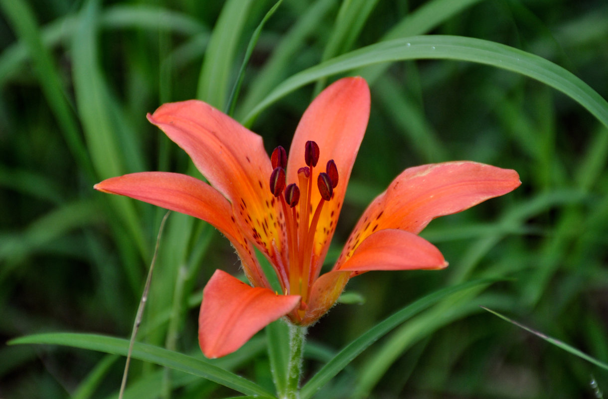 Image of Lilium pensylvanicum specimen.