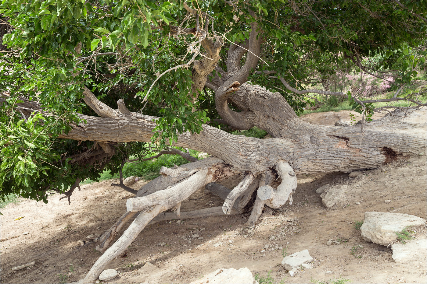 Image of Morus alba specimen.