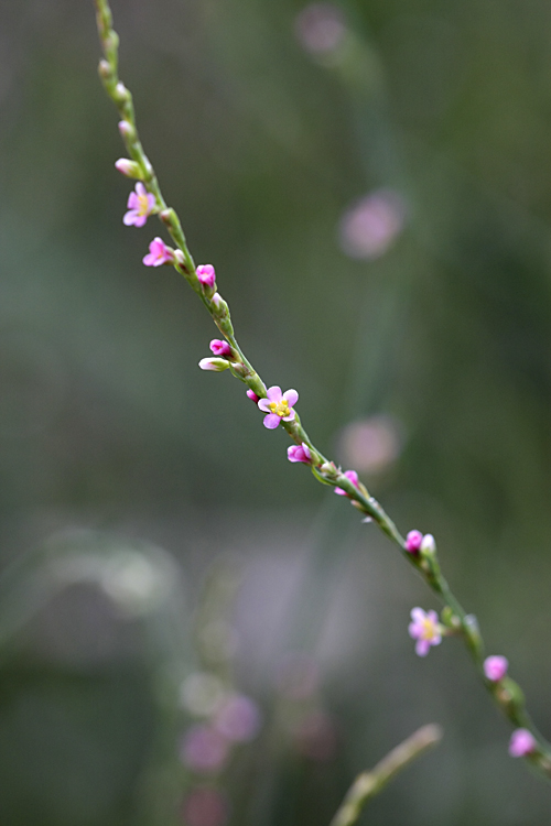 Image of Polygonum hyrcanicum specimen.