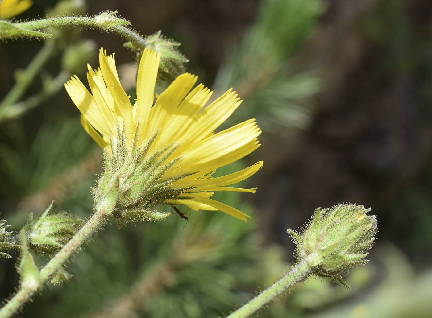 Image of Hieracium amplexicaule specimen.