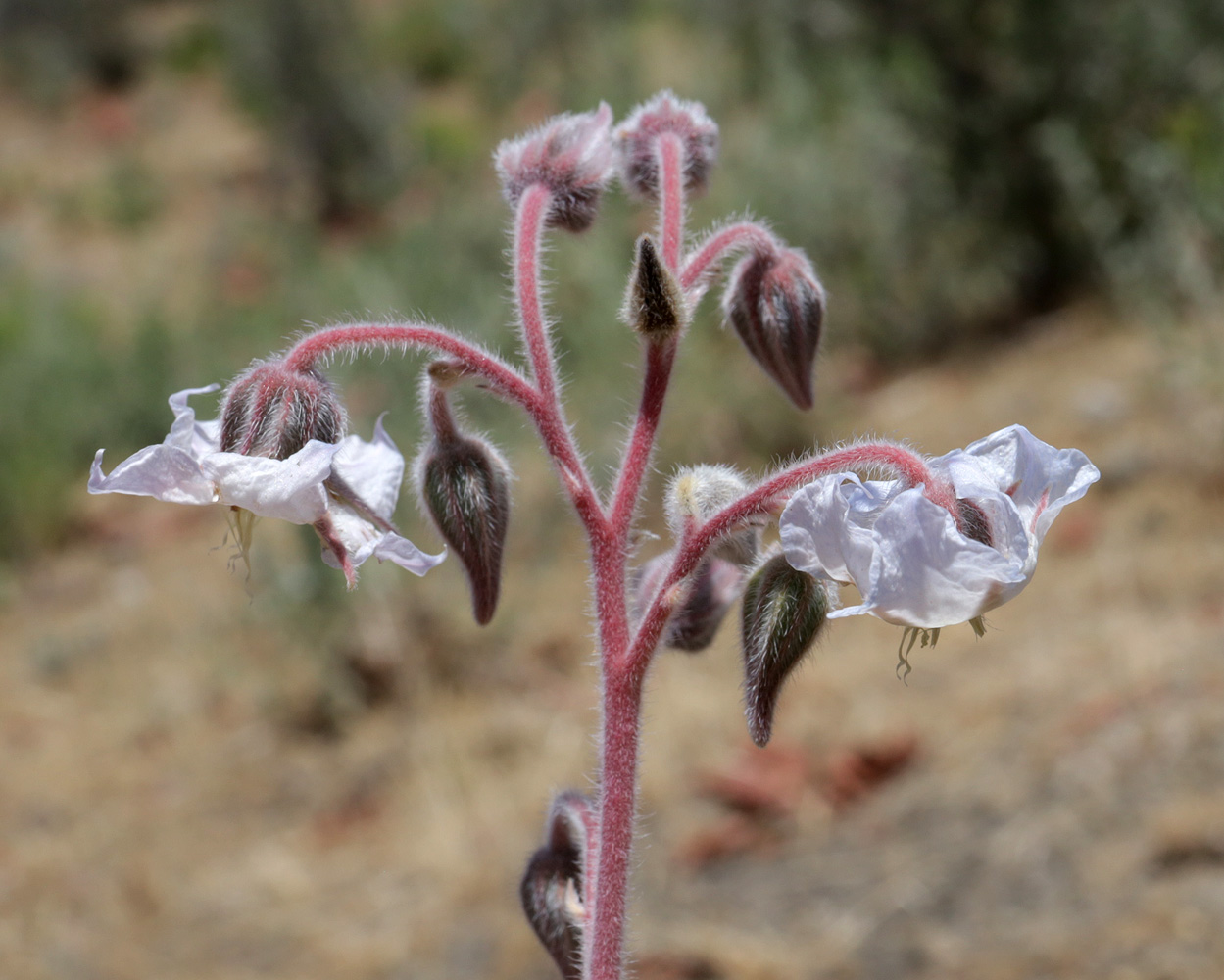 Изображение особи Trichodesma incanum.