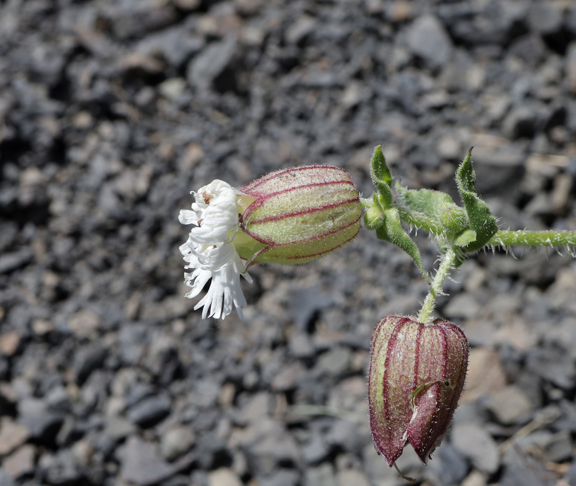 Image of Oberna lacera specimen.