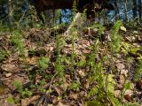 Equisetum pratense