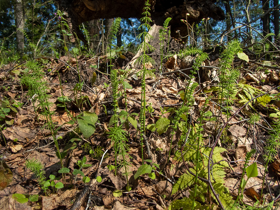 Image of Equisetum pratense specimen.