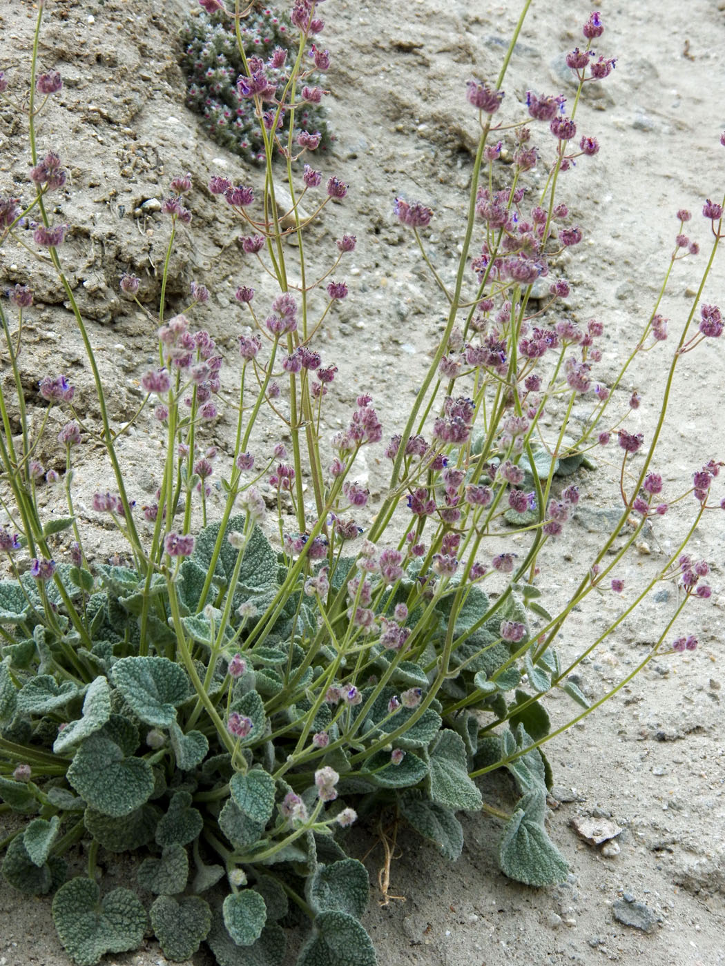 Изображение особи Nepeta floccosa.