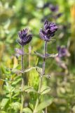 Bartsia alpina