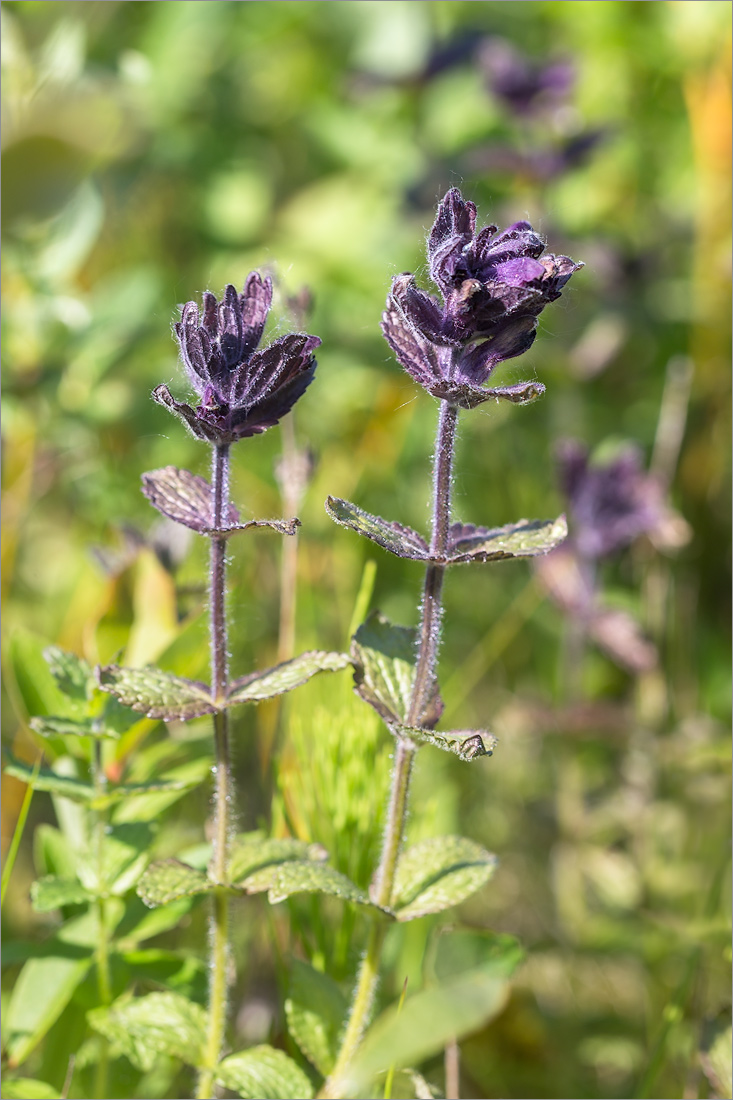 Image of Bartsia alpina specimen.